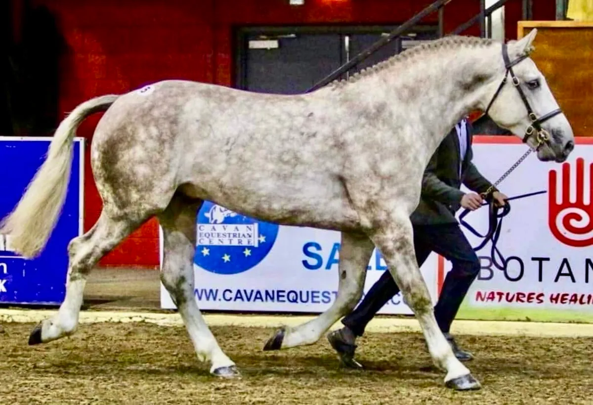 Irish Draught Stallion at Stud - Image 2