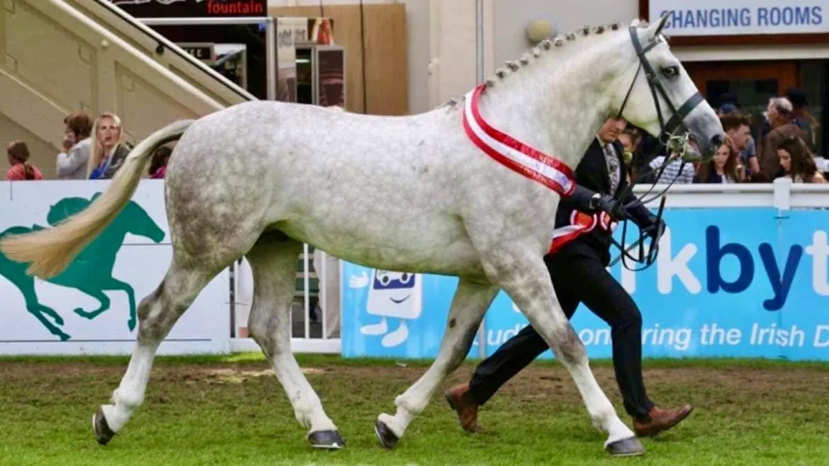 Irish Draught Stallion at Stud - Image 4