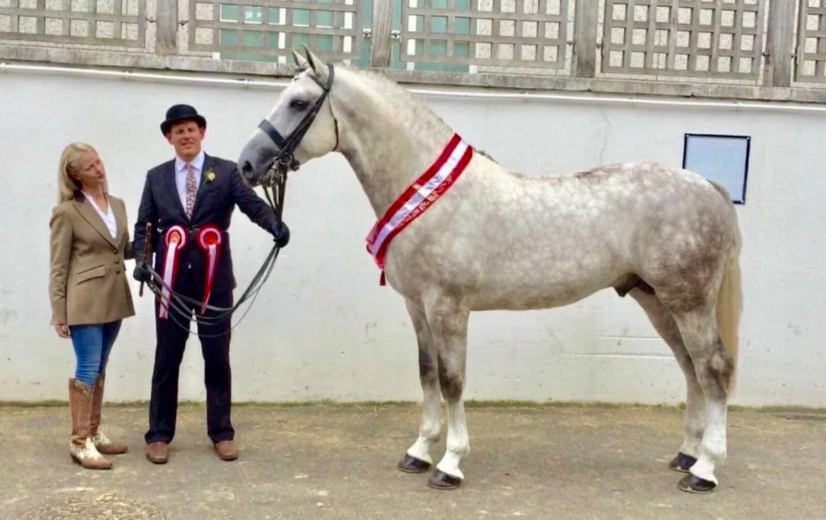 Irish Draught Stallion at Stud - Image 1