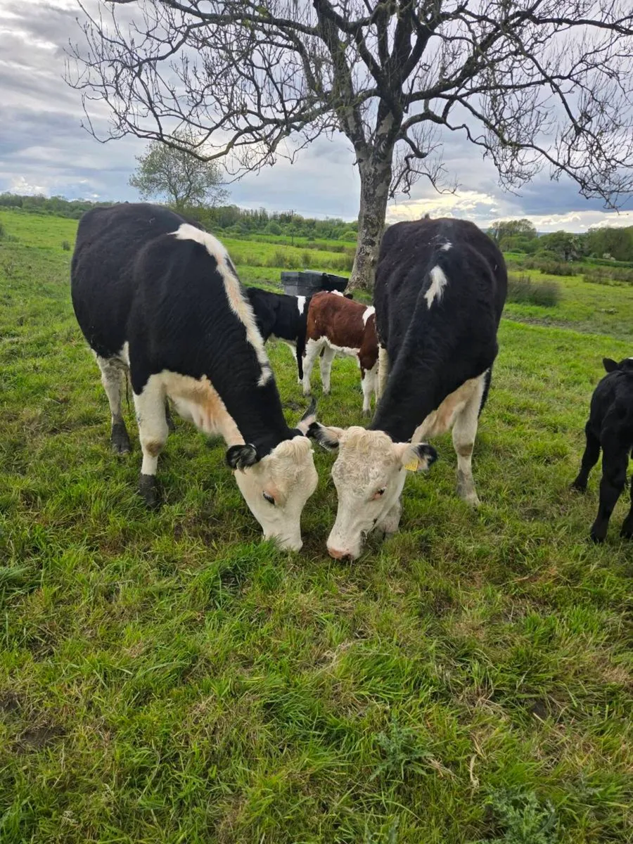 Freshly calved Hex Heifers with calves at foot - Image 2