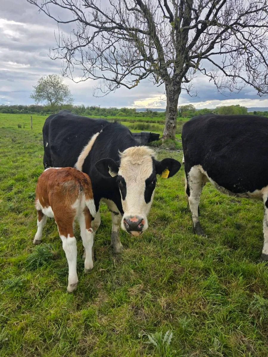Freshly calved Hex Heifers with calves at foot - Image 3