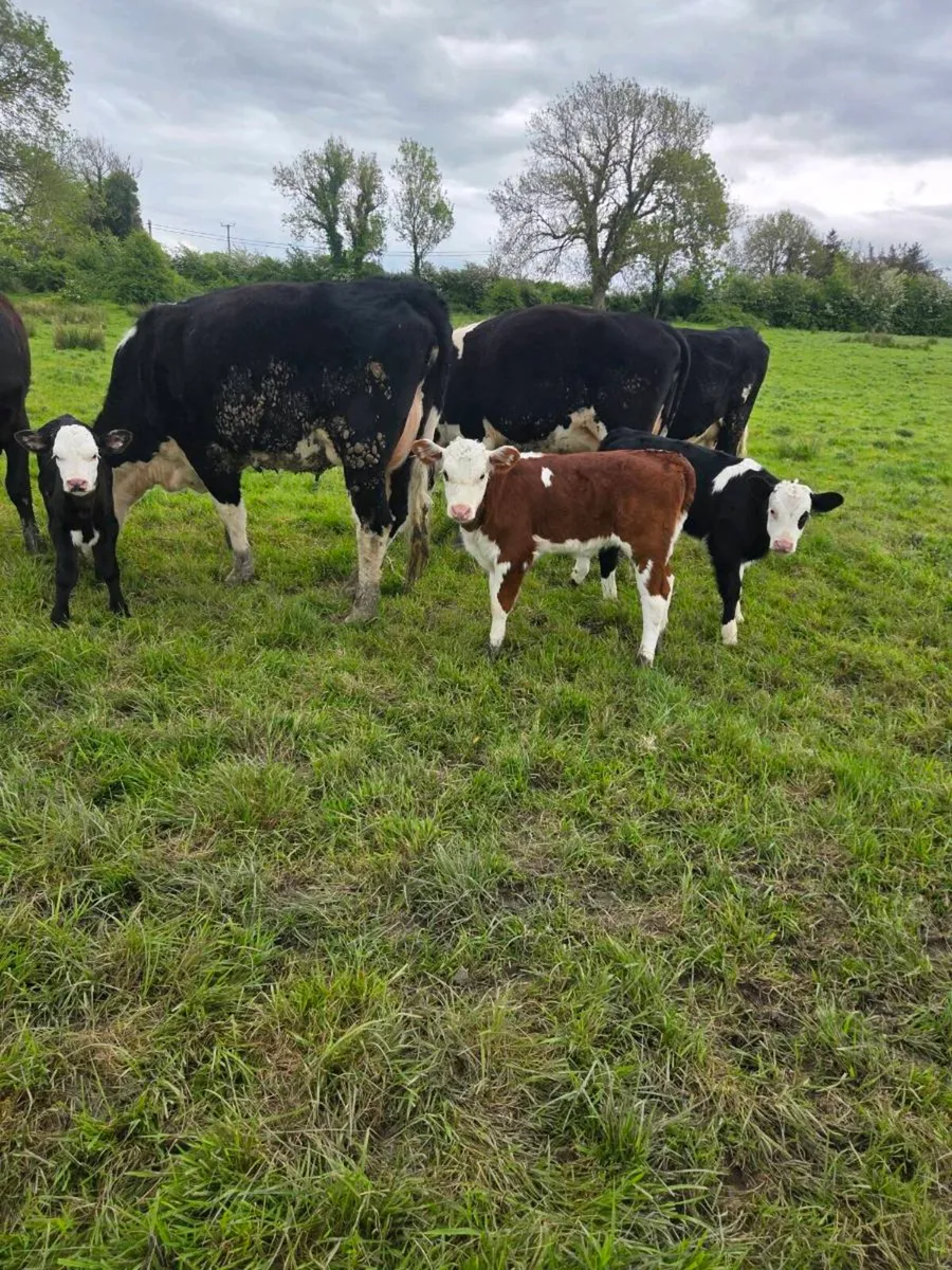 Freshly calved Hex Heifers with calves at foot - Image 1