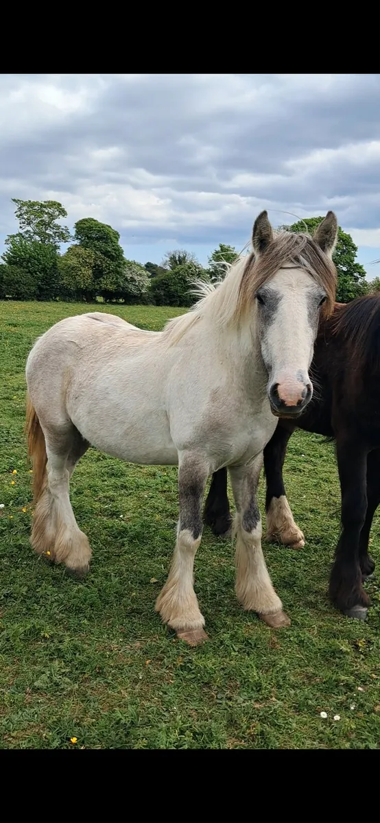 💥 Stepping  filly  💥 - Image 1