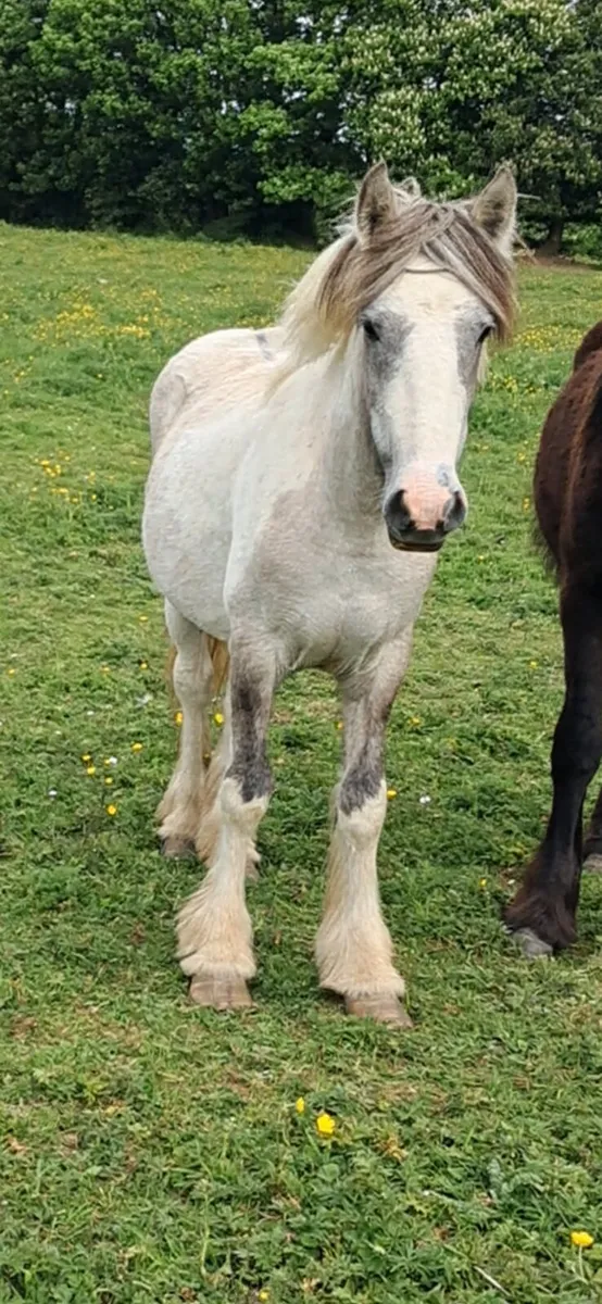 💥 Stepping  filly  💥 - Image 3
