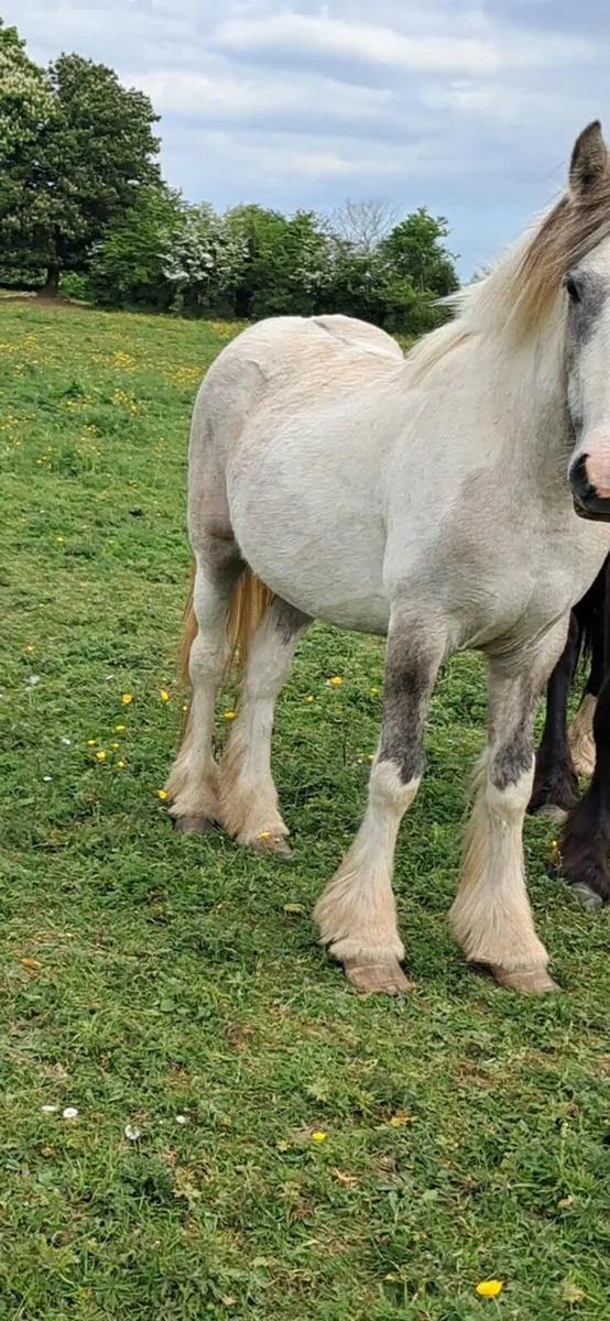 💥 Stepping  filly  💥 - Image 4