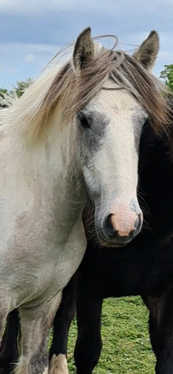 💥 Stepping  filly  💥 - Image 2