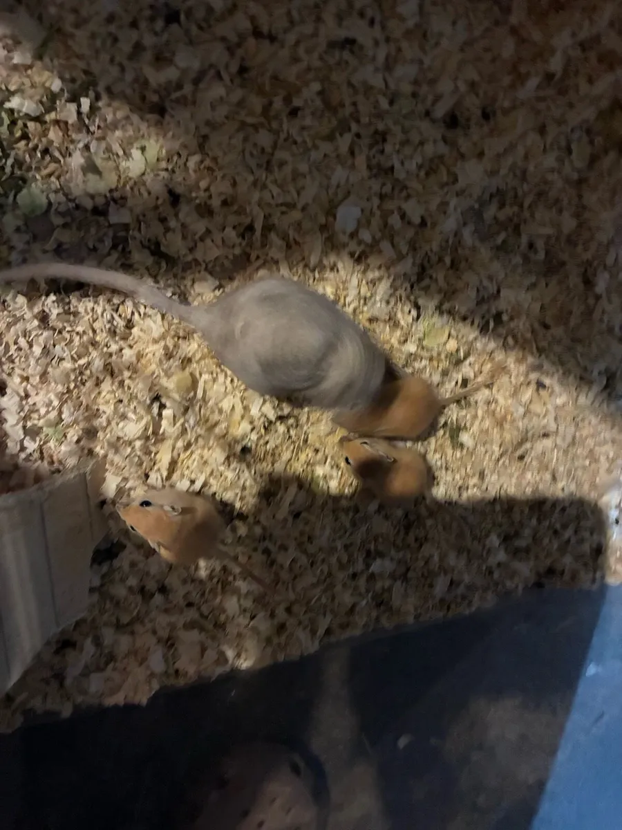 Gerbils - Image 4