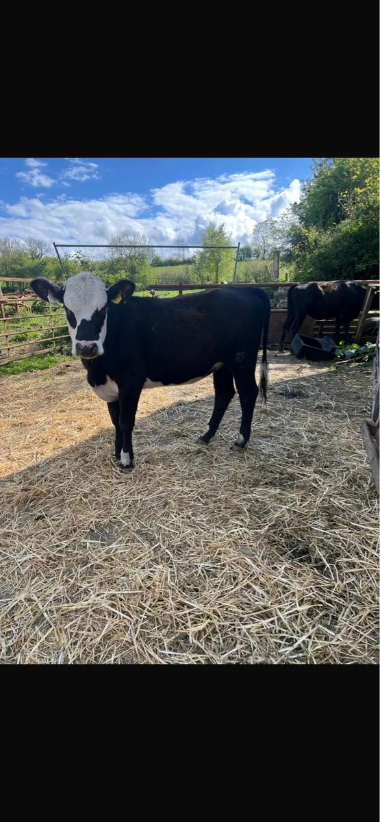 Heifers - Image 4