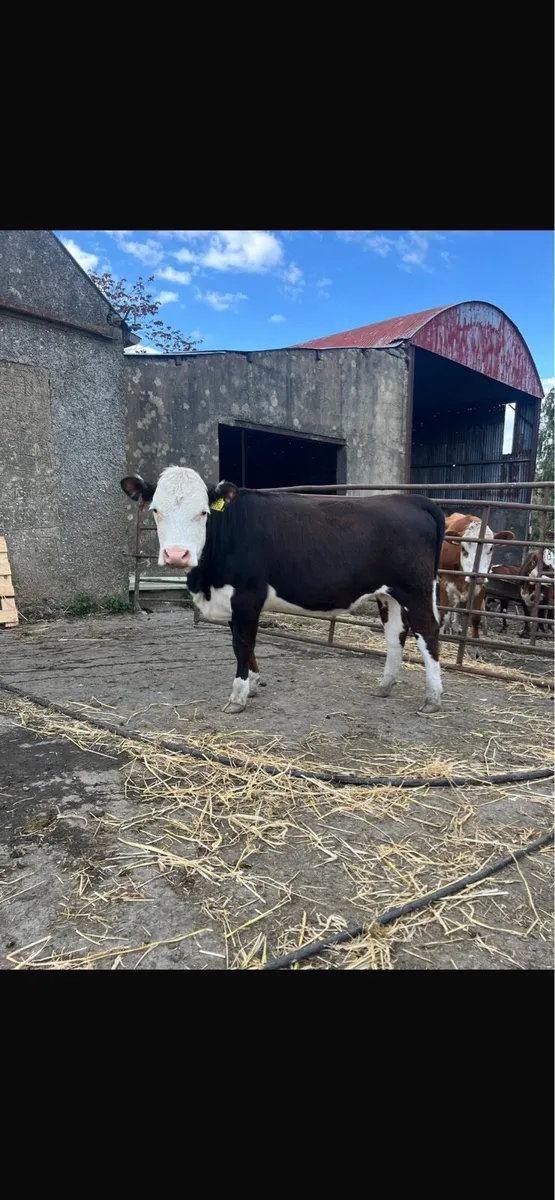 Heifers - Image 1