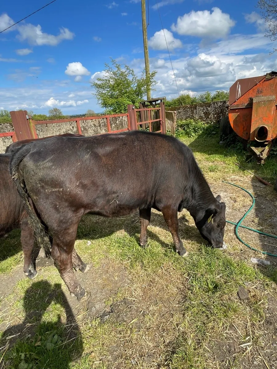Heifers - Image 2