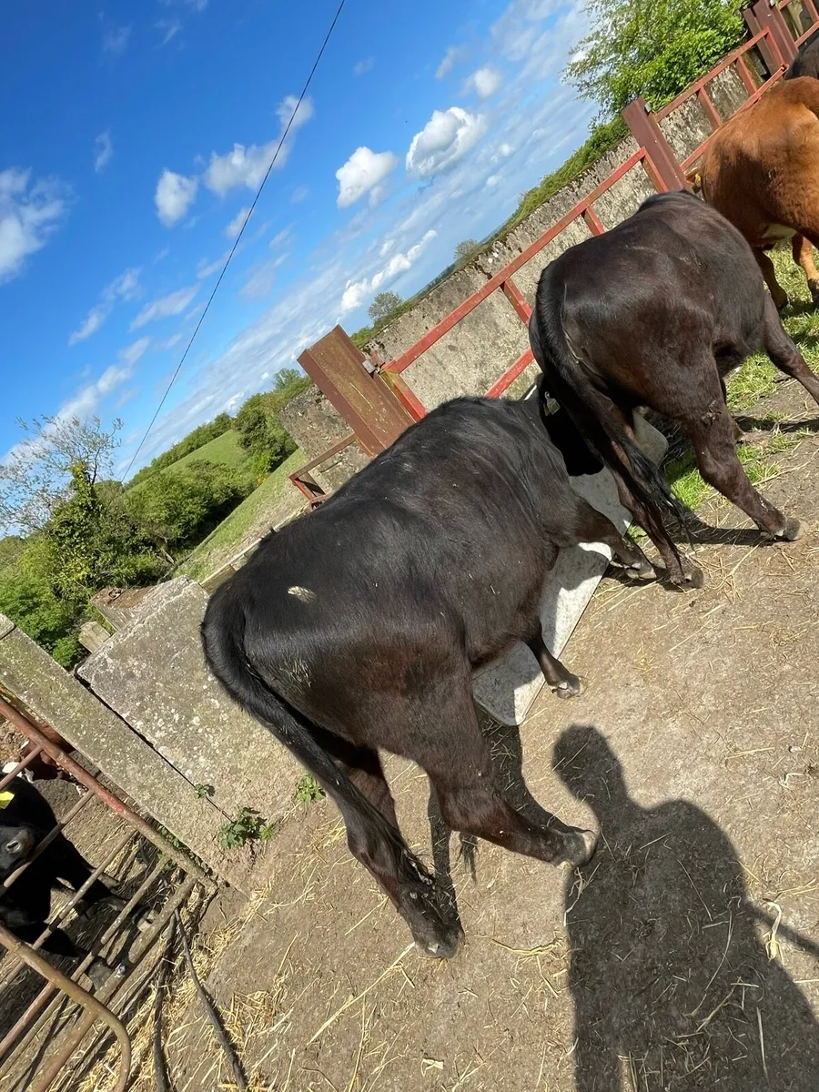 Heifers - Image 3