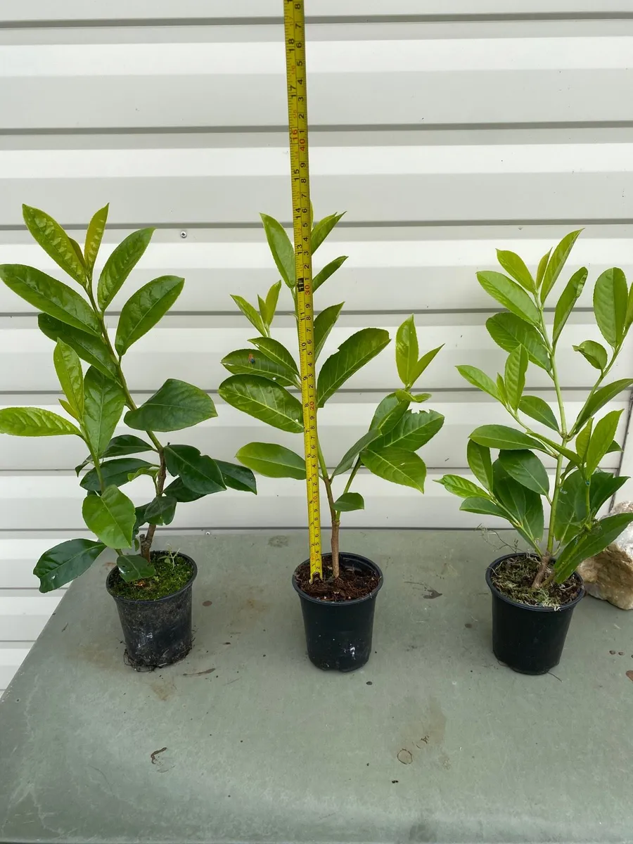Laurel Hedging - Image 1