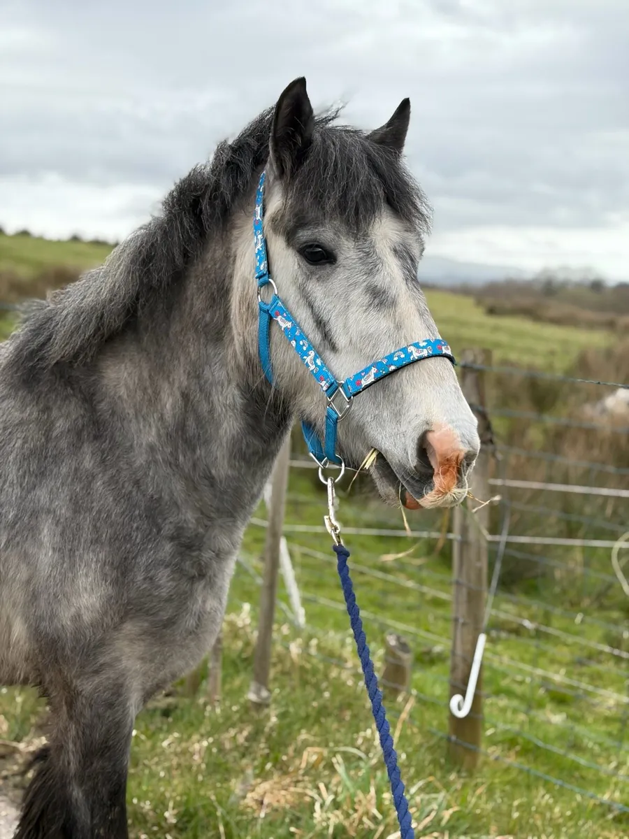 Grey Gelding - Image 2