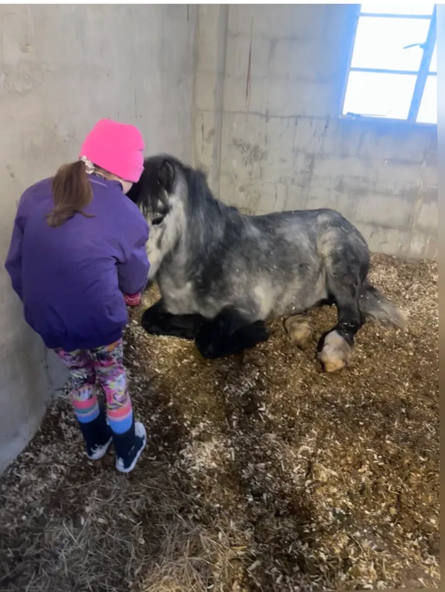 Grey Gelding - Image 3