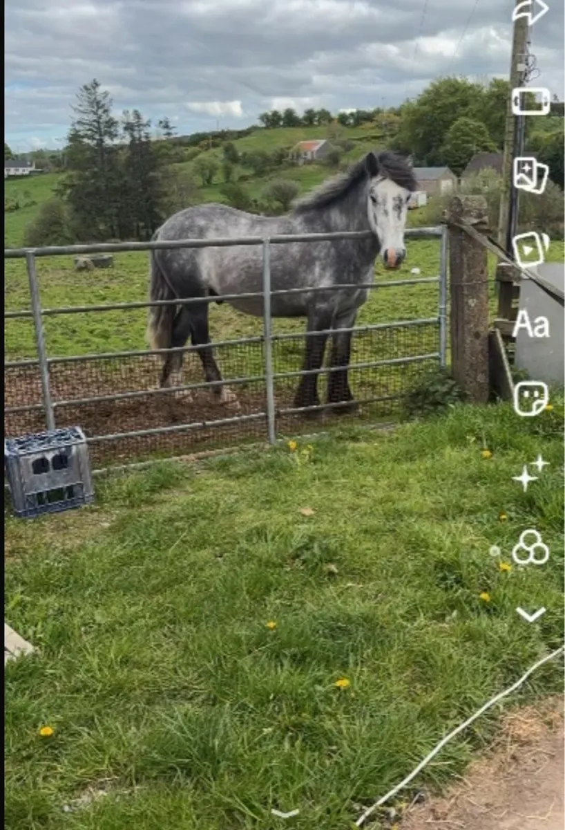 Grey Gelding - Image 1