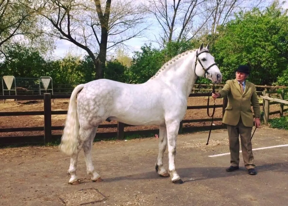 Irish Draught Stallion at Stud - Image 1