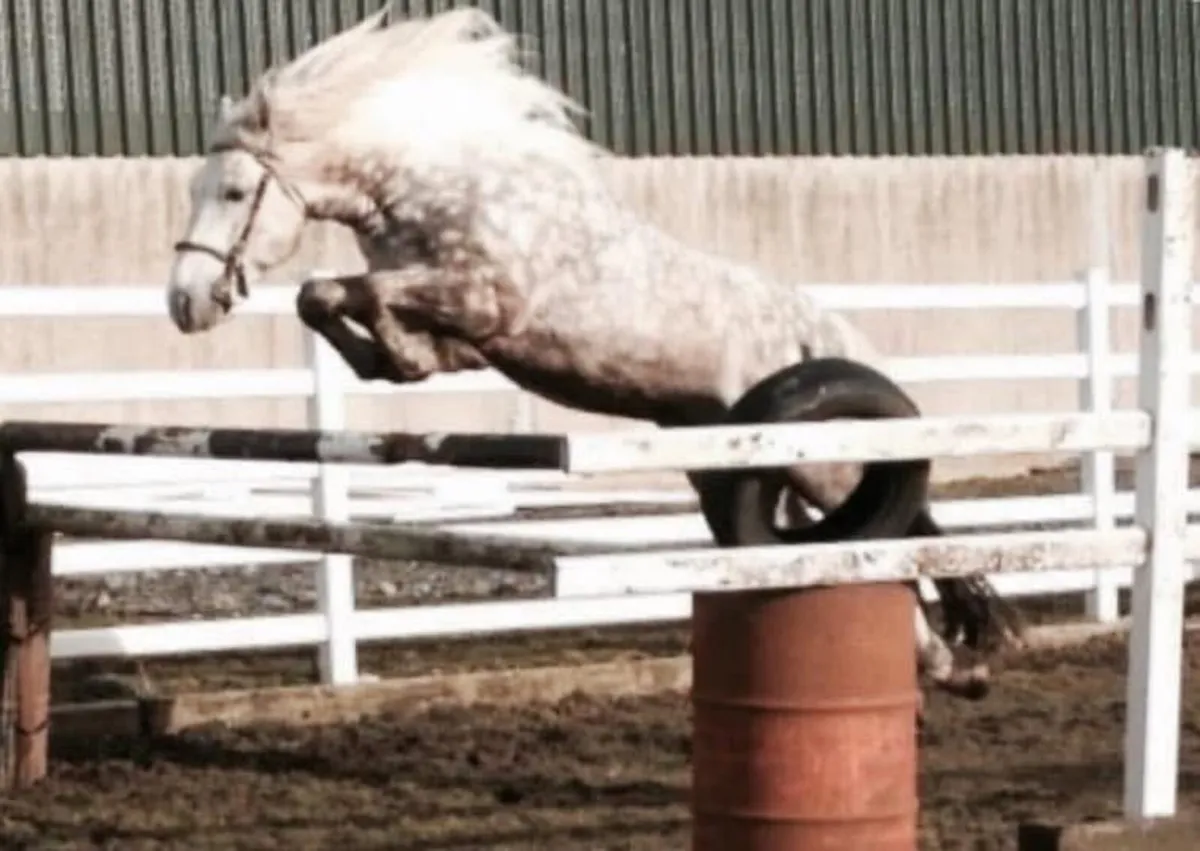 Irish Draught Stallion at Stud - Image 2