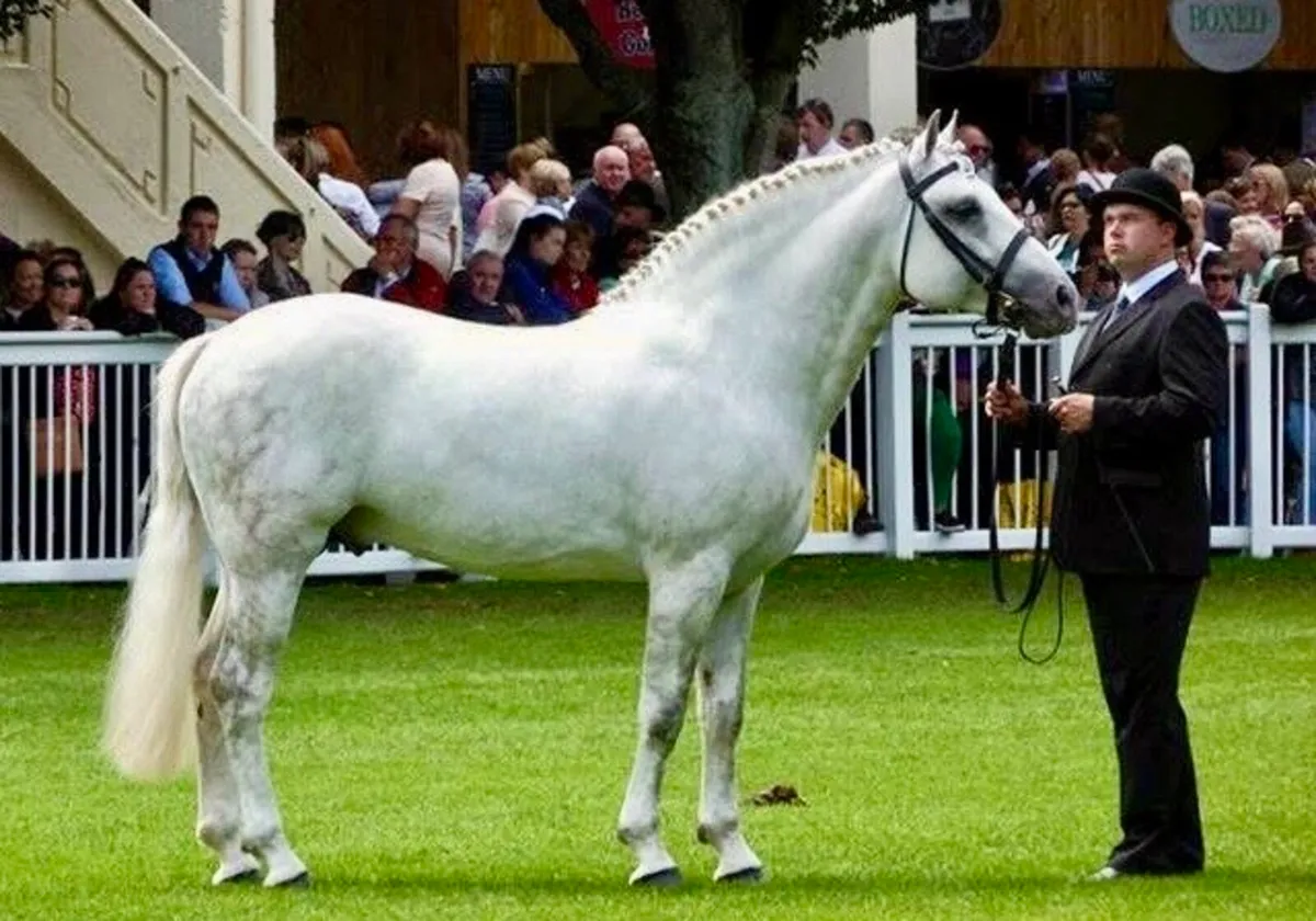 Irish Draught Stallion at Stud - Image 3