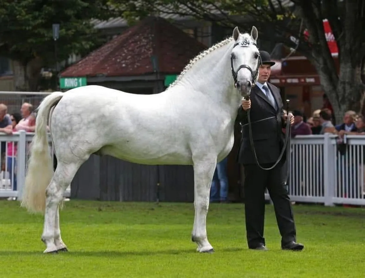 Irish Draught Stallion at Stud - Image 4