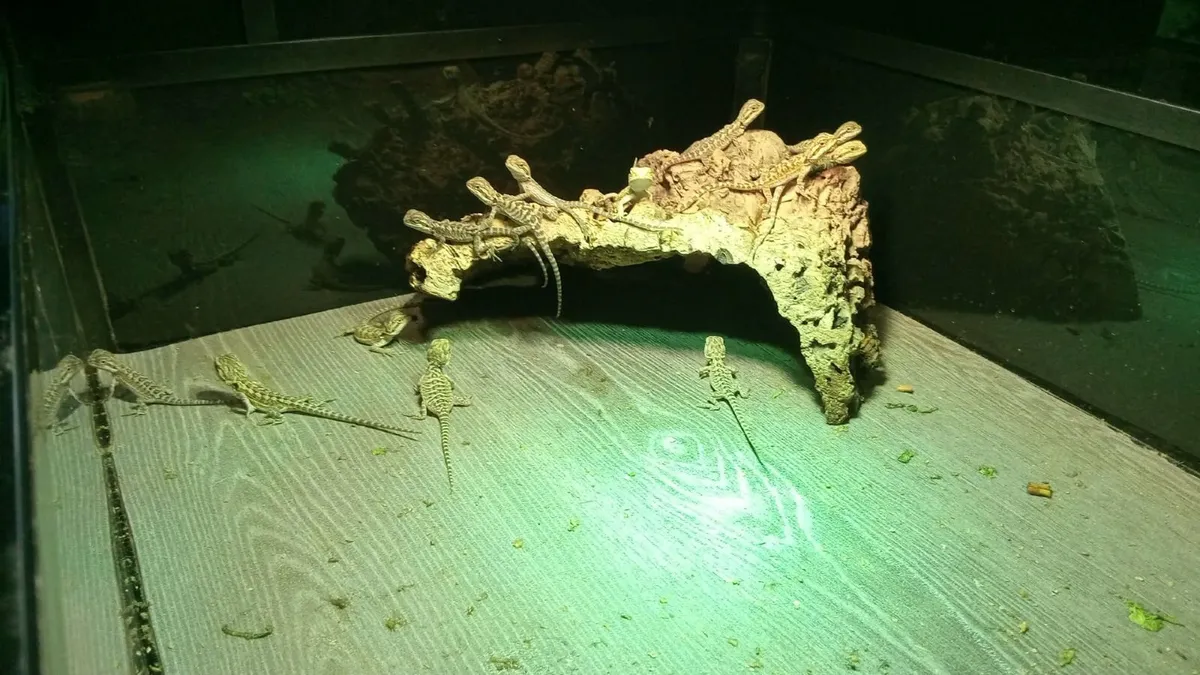 Baby bearded dragons - Image 2