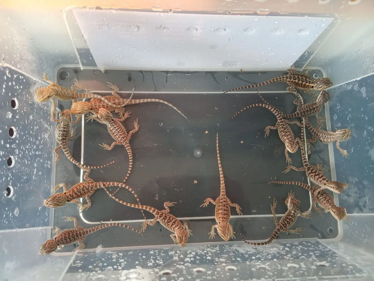 Baby bearded dragons - Image 4