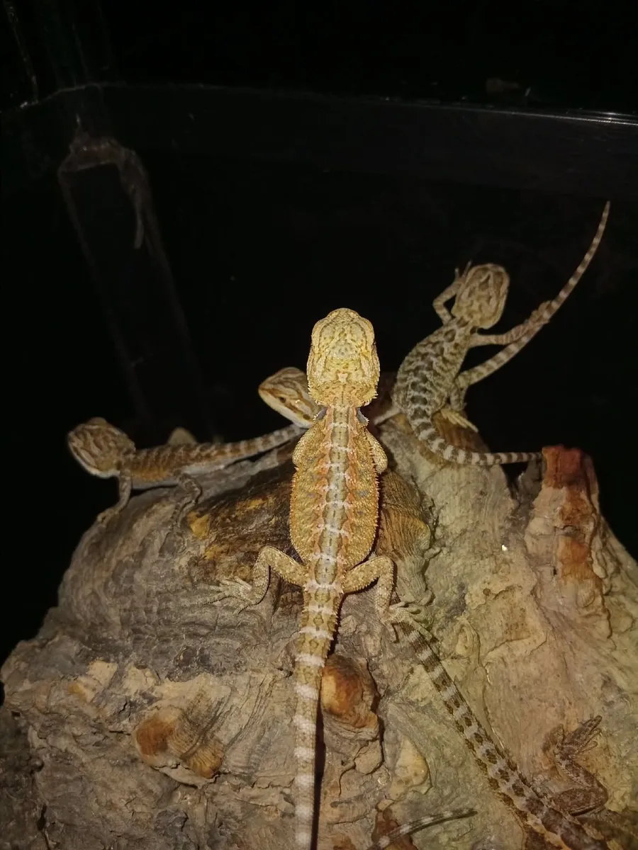 Baby bearded dragons - Image 3