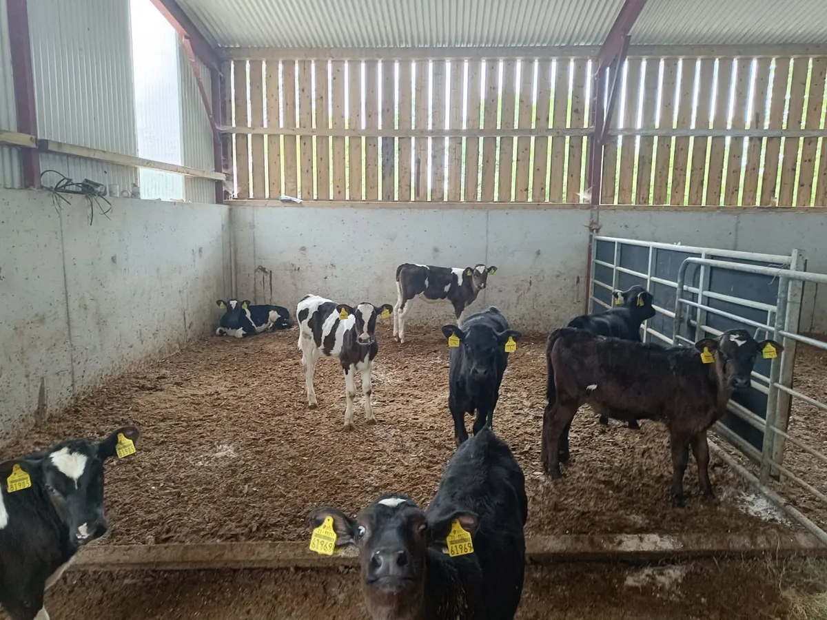 High EBI Dairy Calves - Image 2