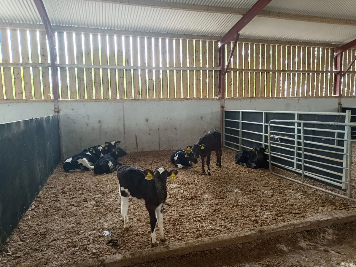 High EBI Dairy Calves - Image 3