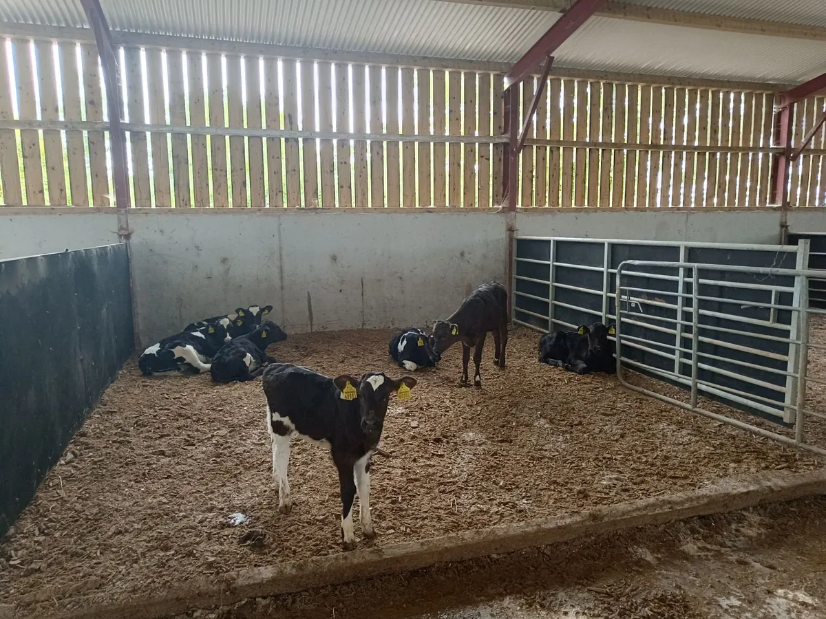 High EBI Dairy Calves - Image 4