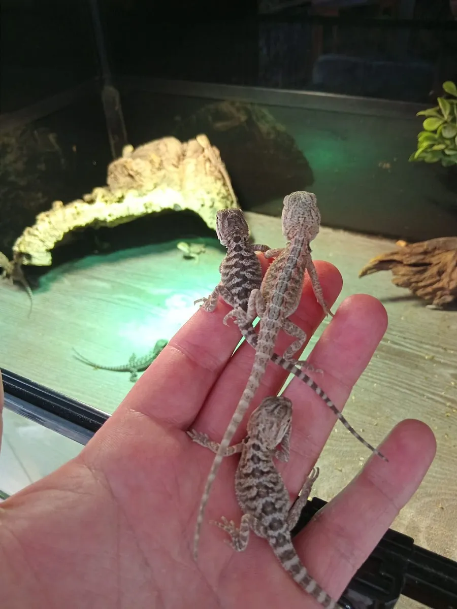 Two baby bearded dragons with brand new enclosure - Image 2