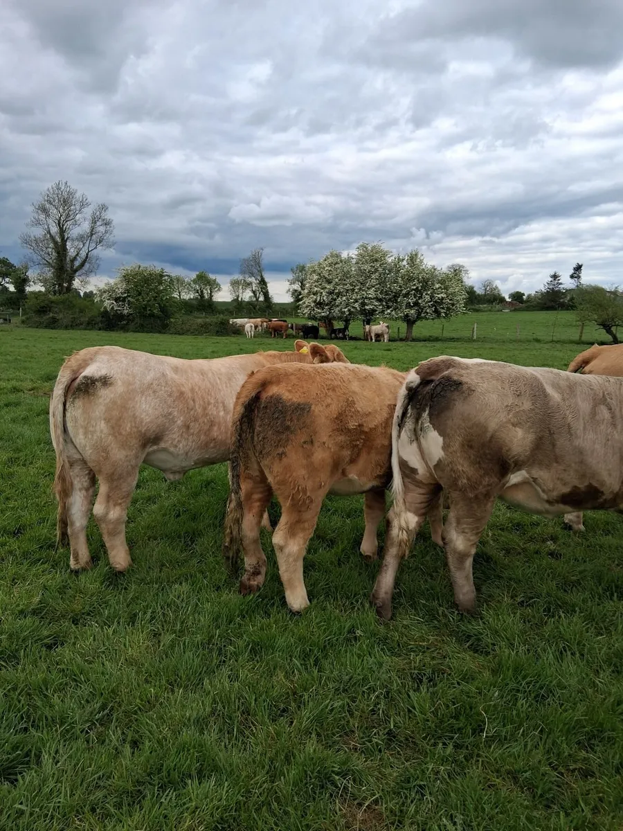 Charly heifers - Image 1