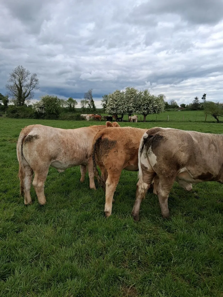 Charly heifers - Image 2