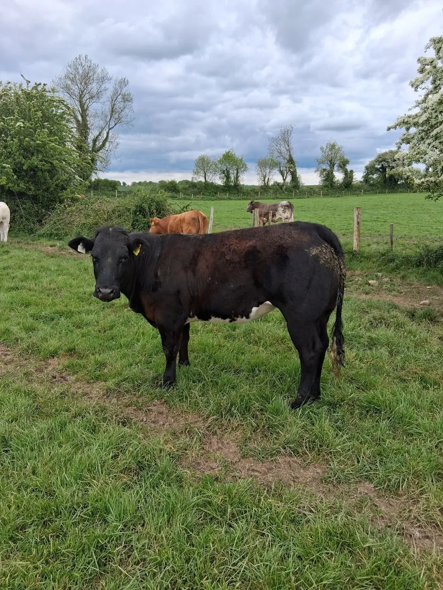 Charly heifers - Image 3