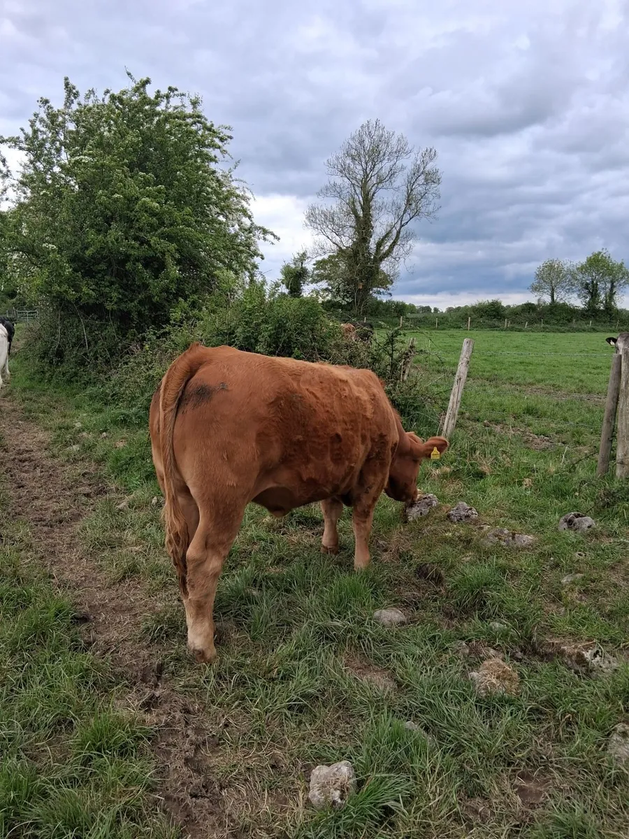 Charly heifers - Image 4