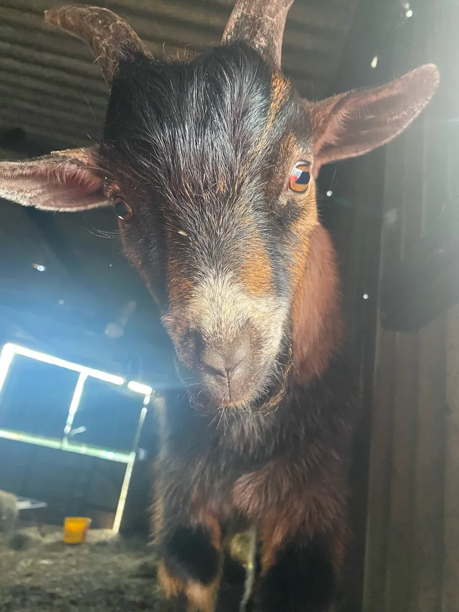 Pygmy BUCK Goat - Image 1