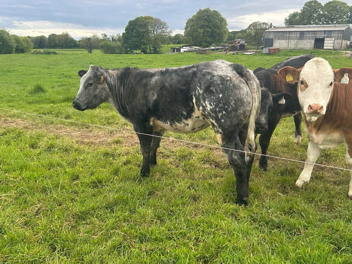 Roan blue heifer - Image 1