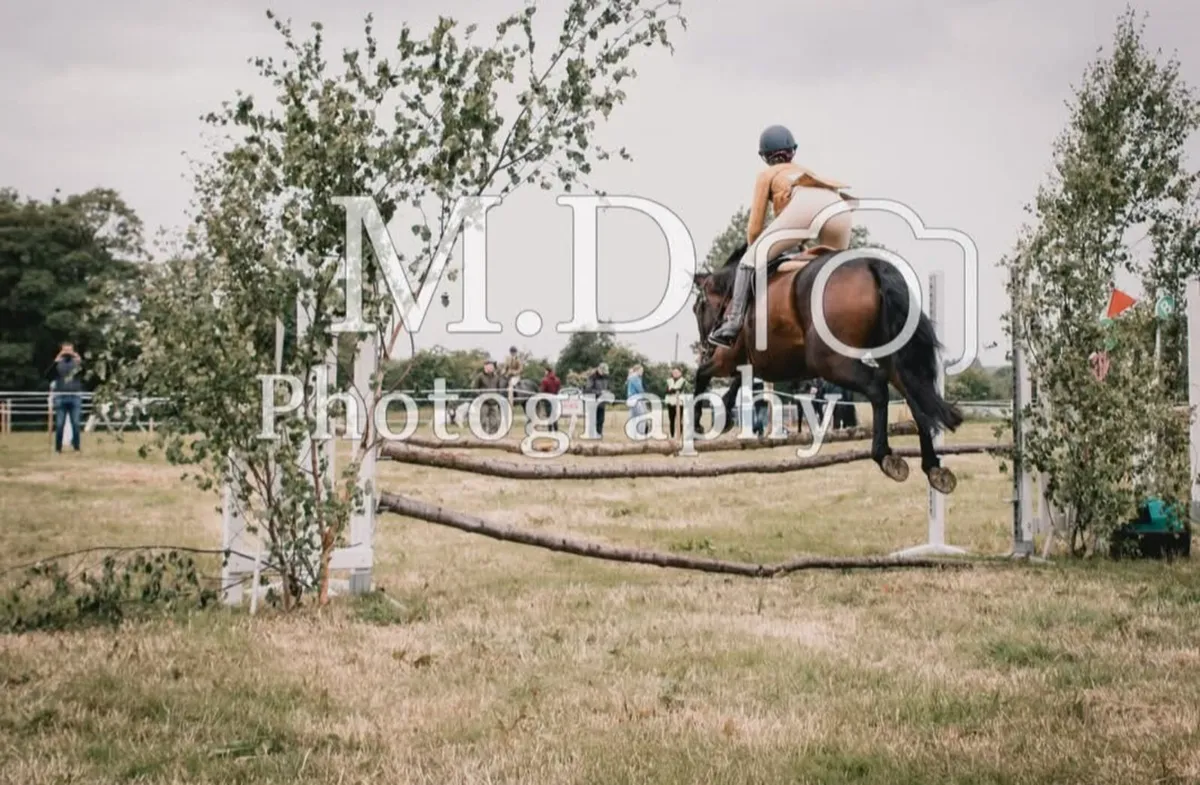5yo Connemara Gelding - Image 3