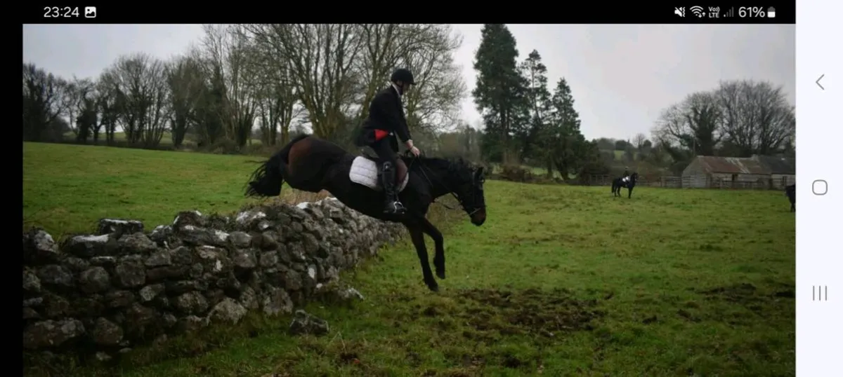 5yo Connemara Gelding - Image 4