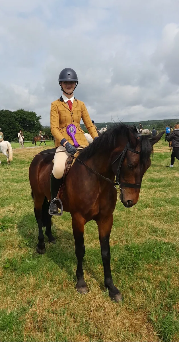 5yo Connemara Gelding - Image 2