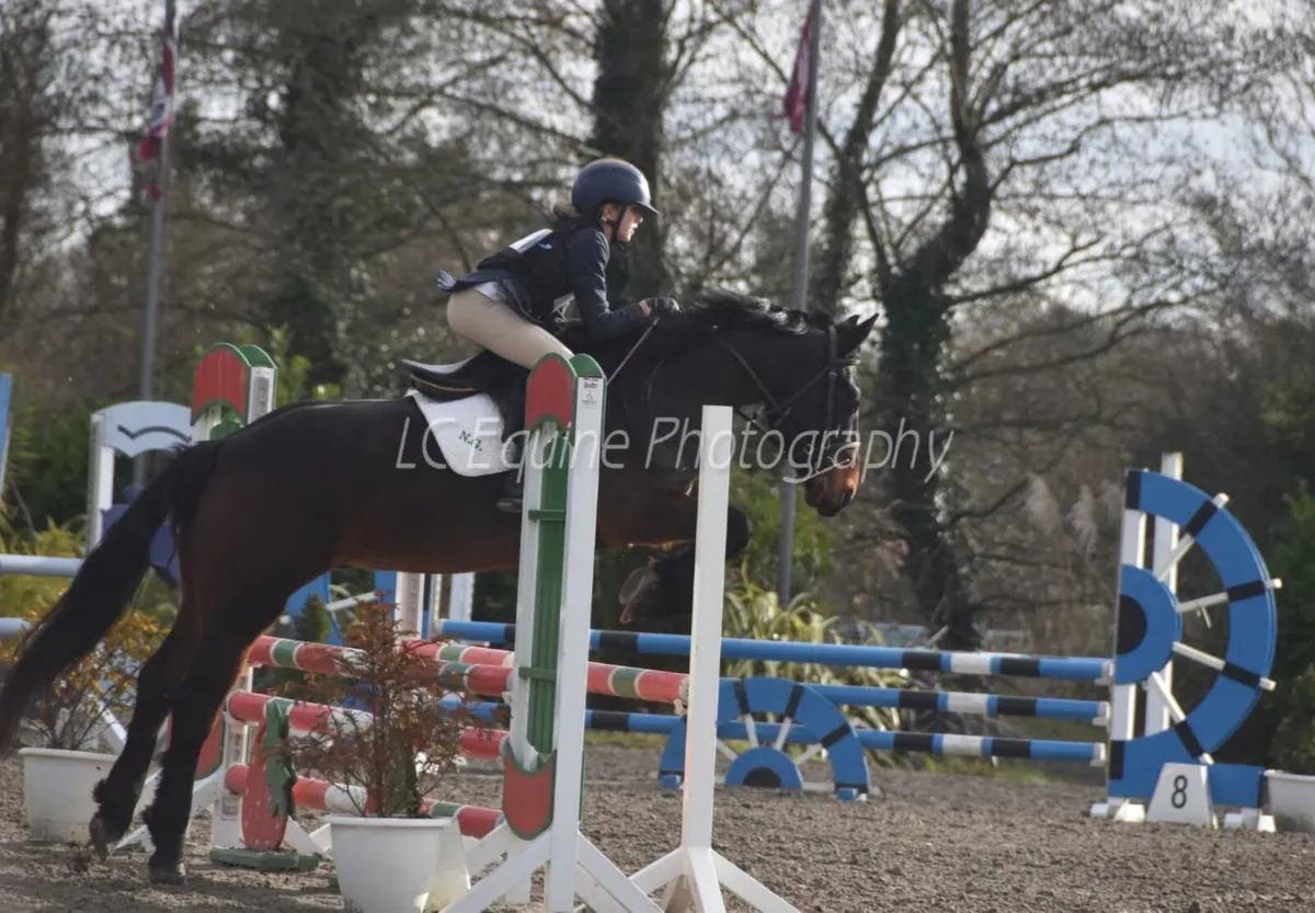 5yo Connemara Gelding - Image 1