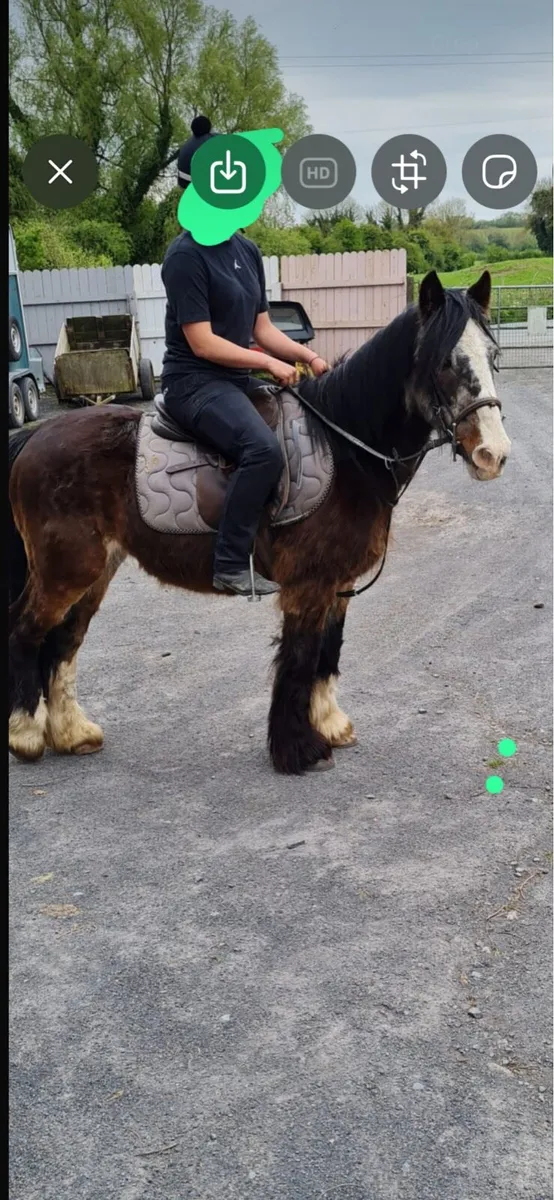 13”2 pony