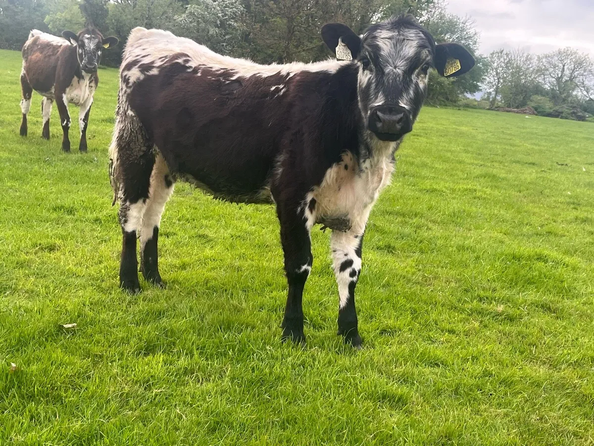 Belgian blue heifers - Image 3