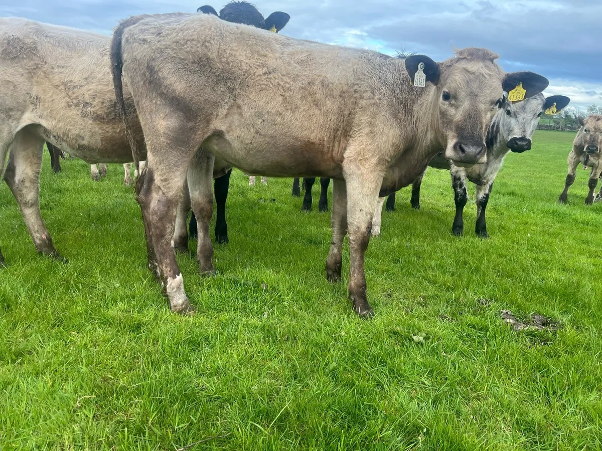 Belgian blue heifers - Image 4