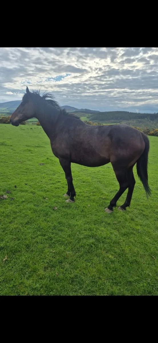 Bay Mare - Image 1