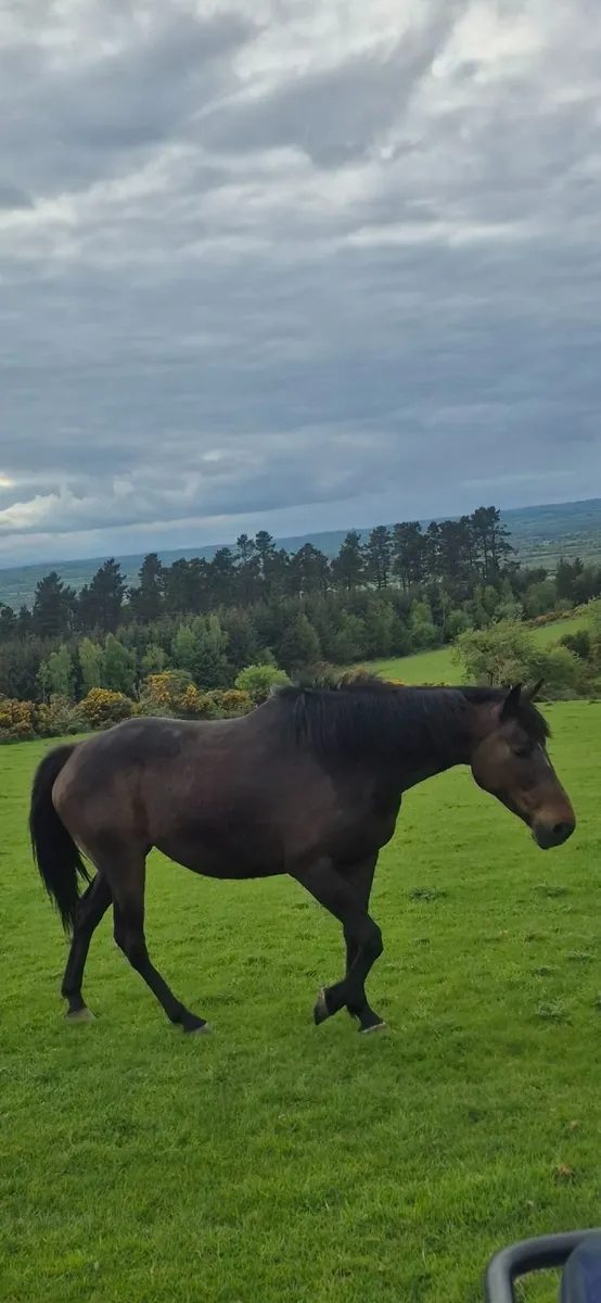 Bay Mare - Image 3