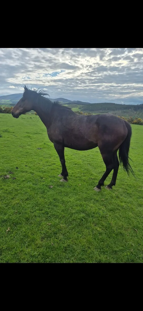 Bay Mare - Image 2