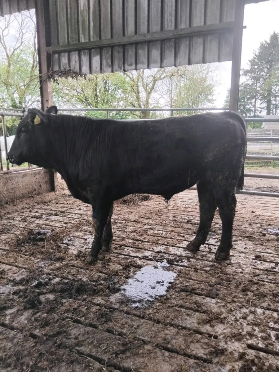 PBR AA Bull 5⭐️ - Image 1