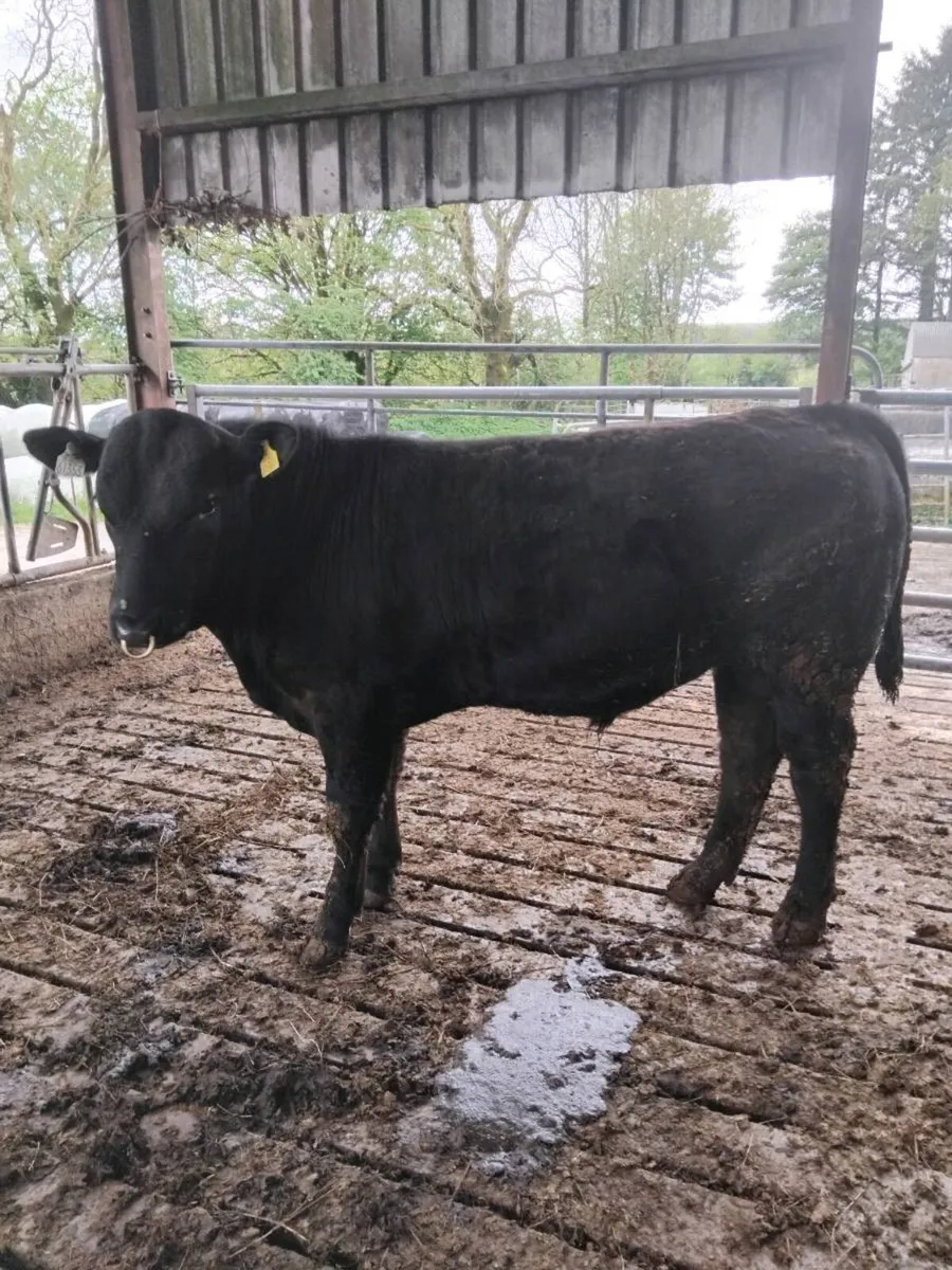 PBR AA Bull 5⭐️ - Image 2