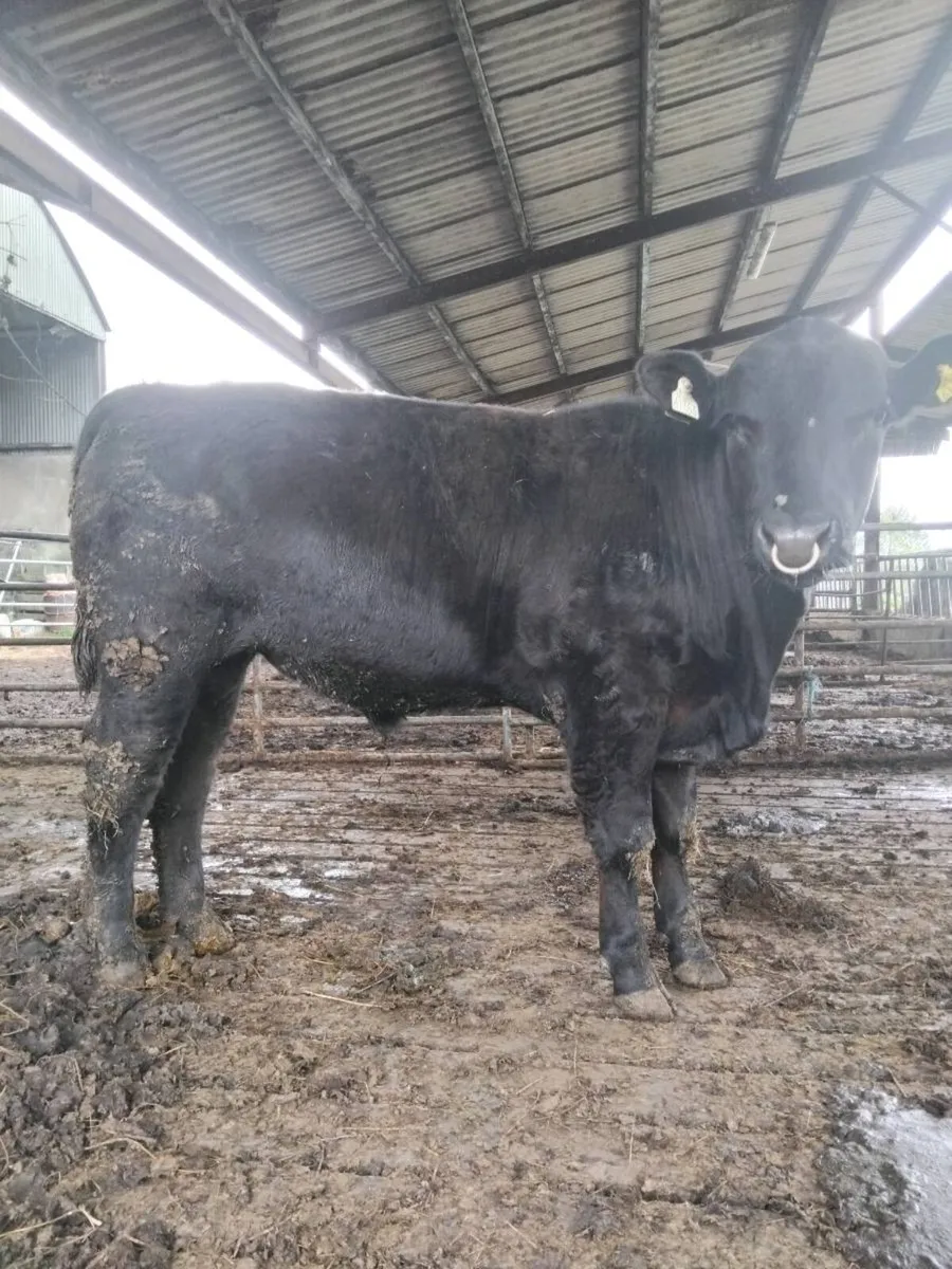 PBR AA Bull 5⭐️ - Image 4