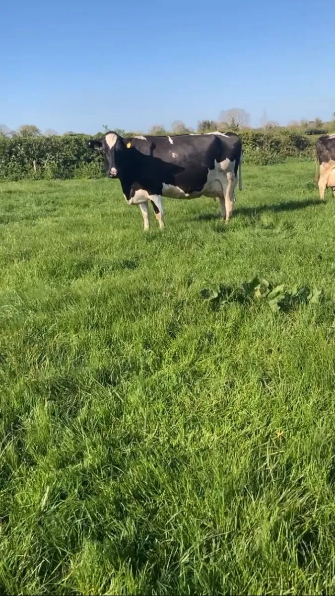 High ebi cows - Image 1
